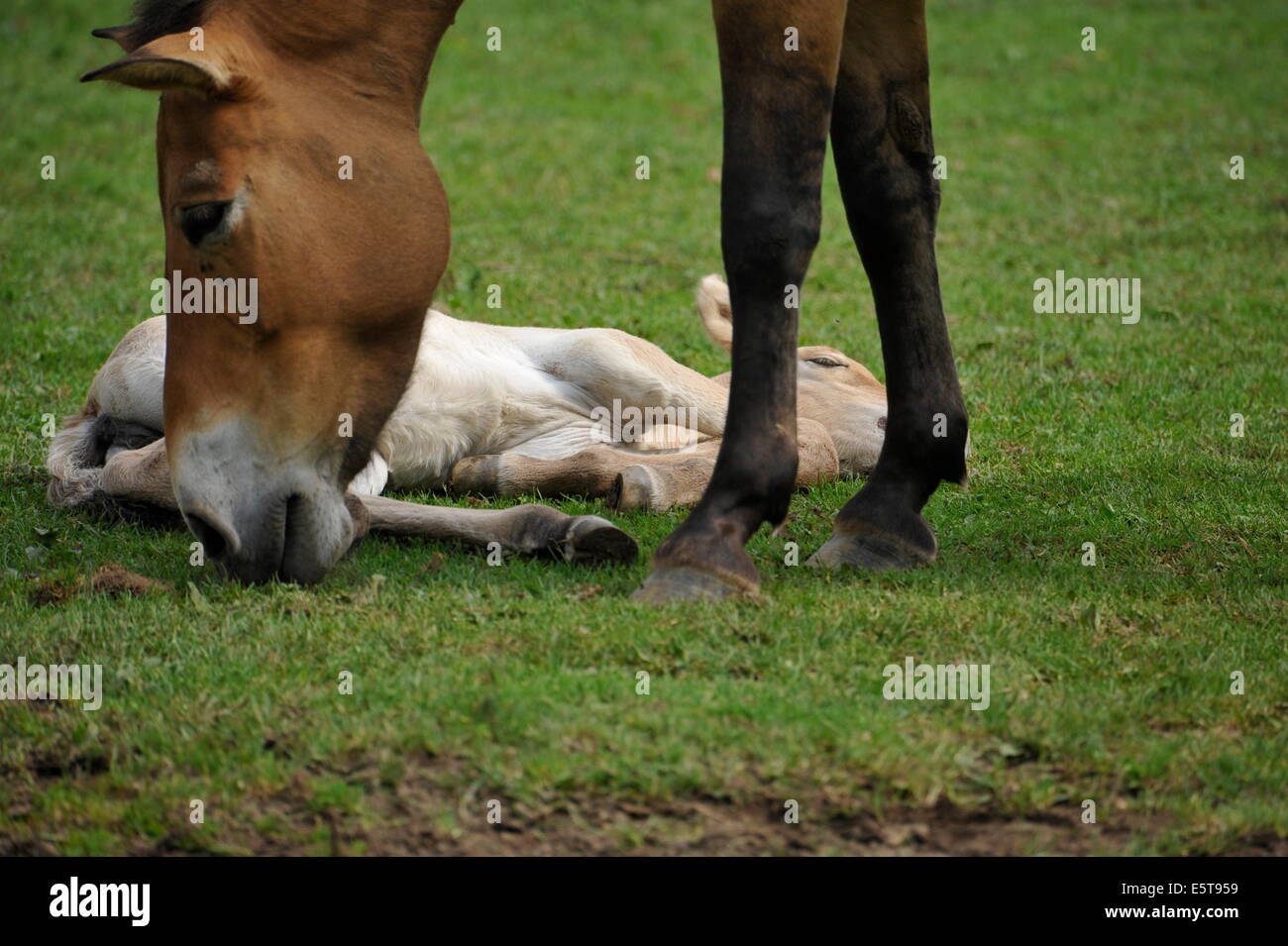 Przewalski Pferd mit Fohlen auf der Wiese. Stockfoto