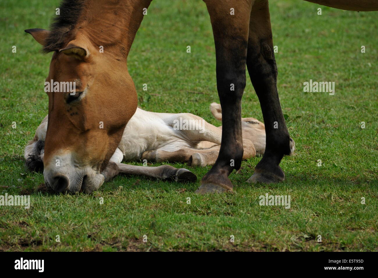 Przewalski Pferd mit Fohlen auf der Wiese. Stockfoto