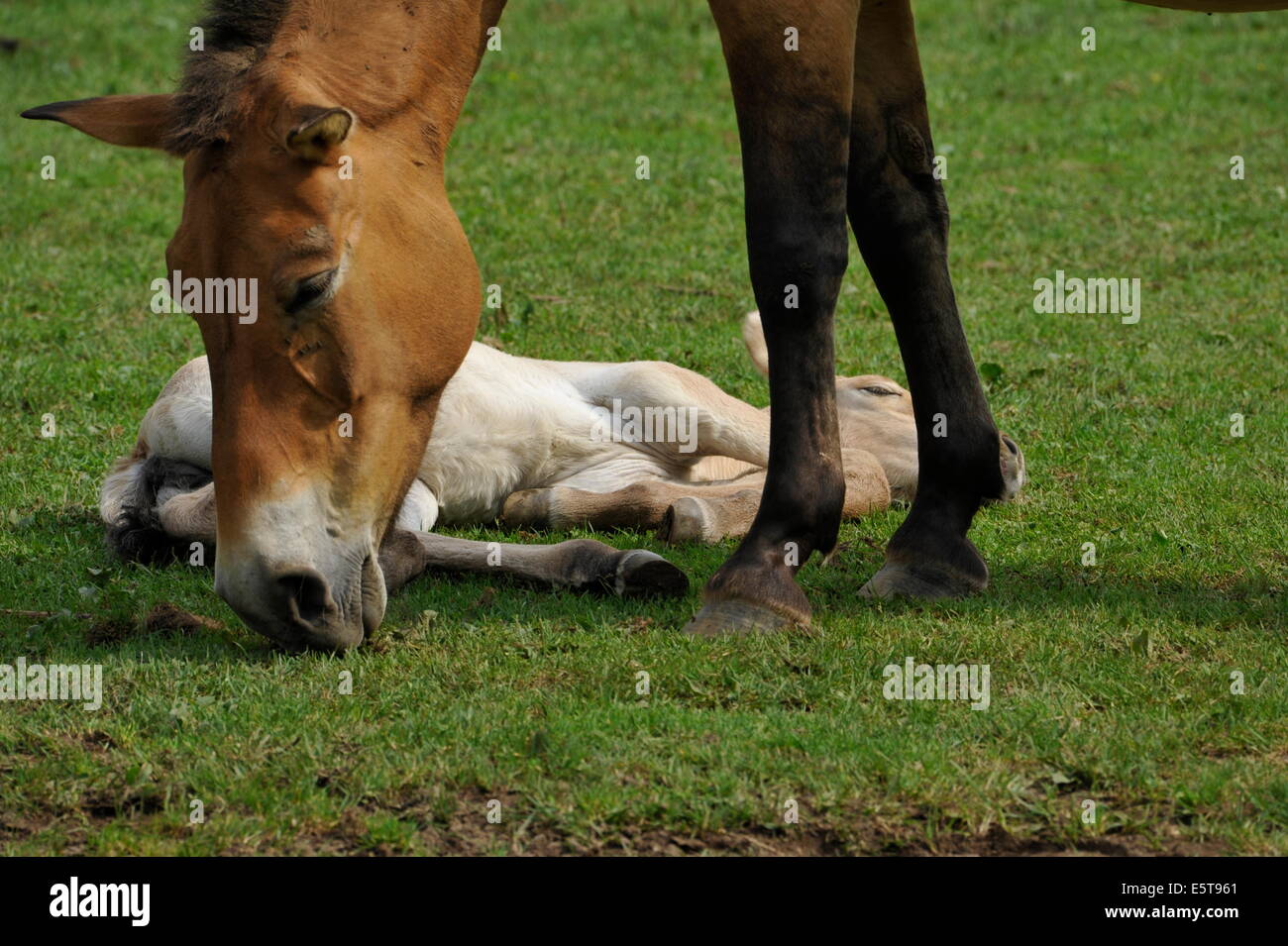 Przewalski Pferd mit Fohlen auf der Wiese. Stockfoto