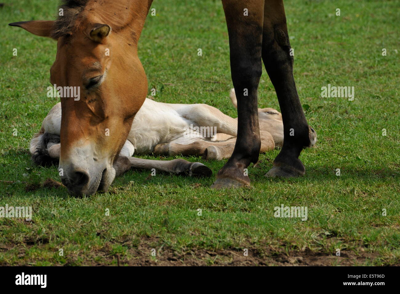 Przewalski Pferd mit Fohlen auf der Wiese. Stockfoto