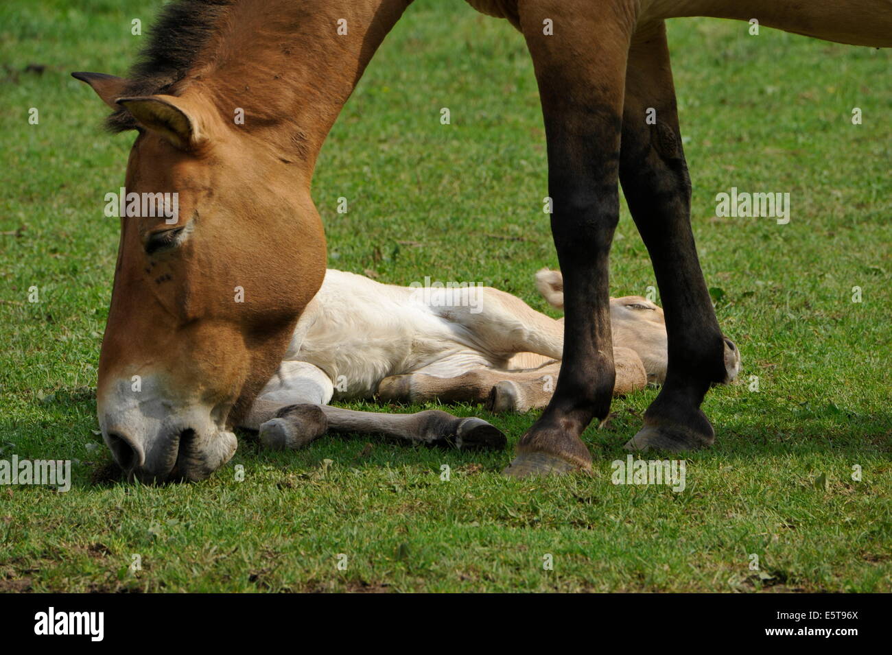 Przewalski Pferd mit Fohlen auf der Wiese. Stockfoto