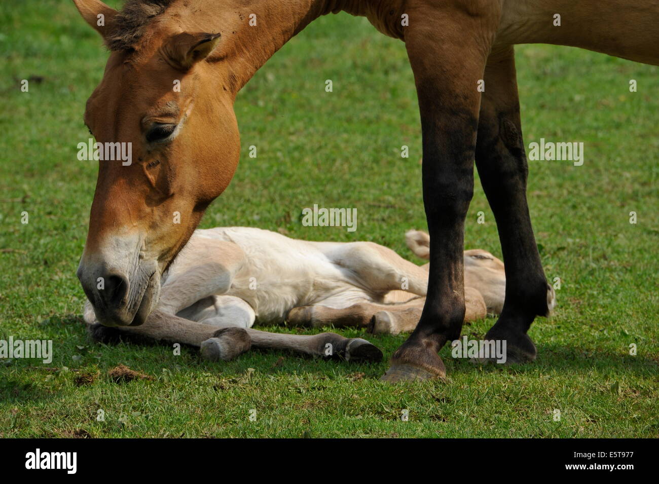 Przewalski Pferd mit Fohlen auf der Wiese. Stockfoto