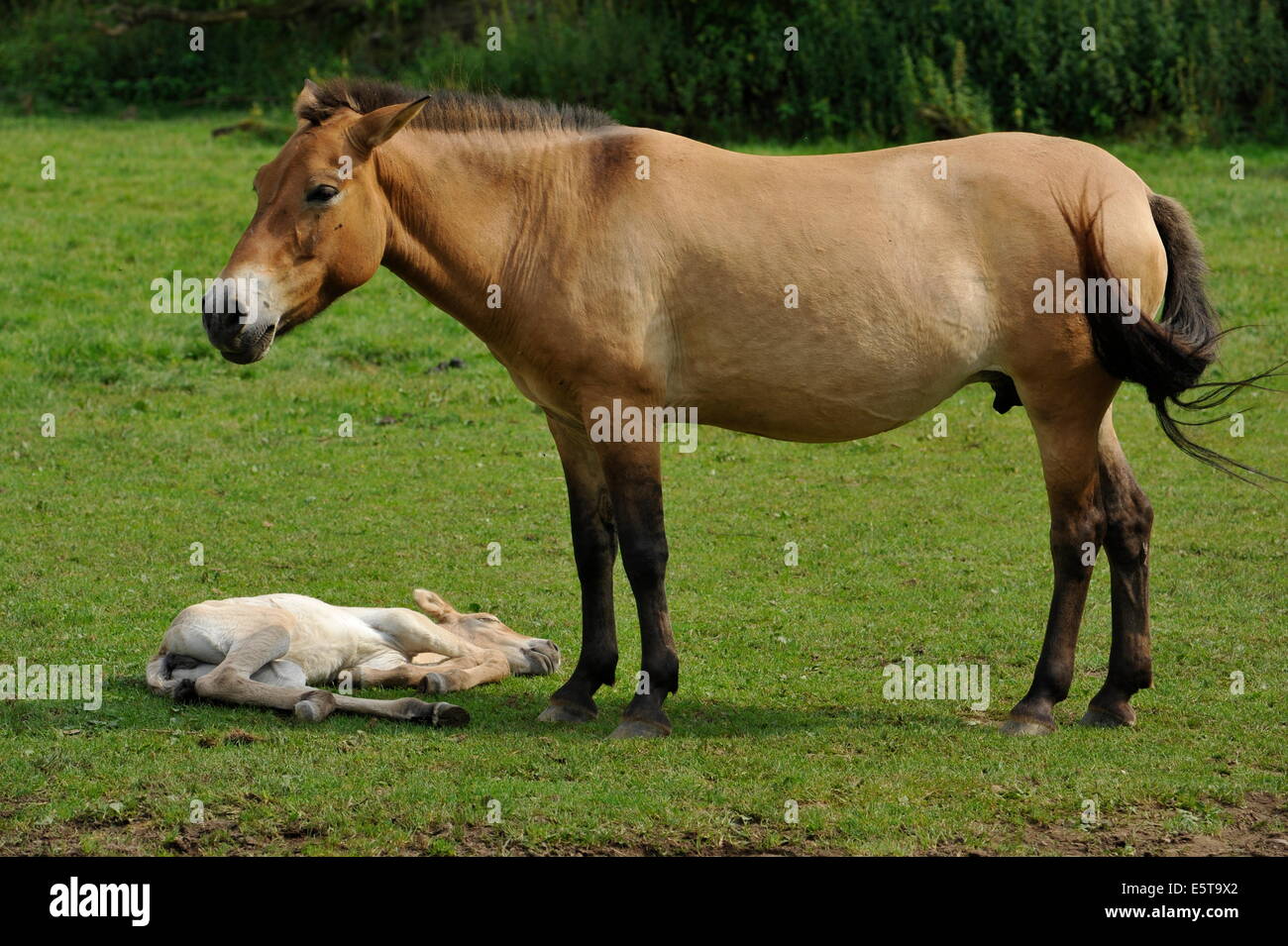 Przewalski Pferd mit Fohlen auf der Wiese. Stockfoto