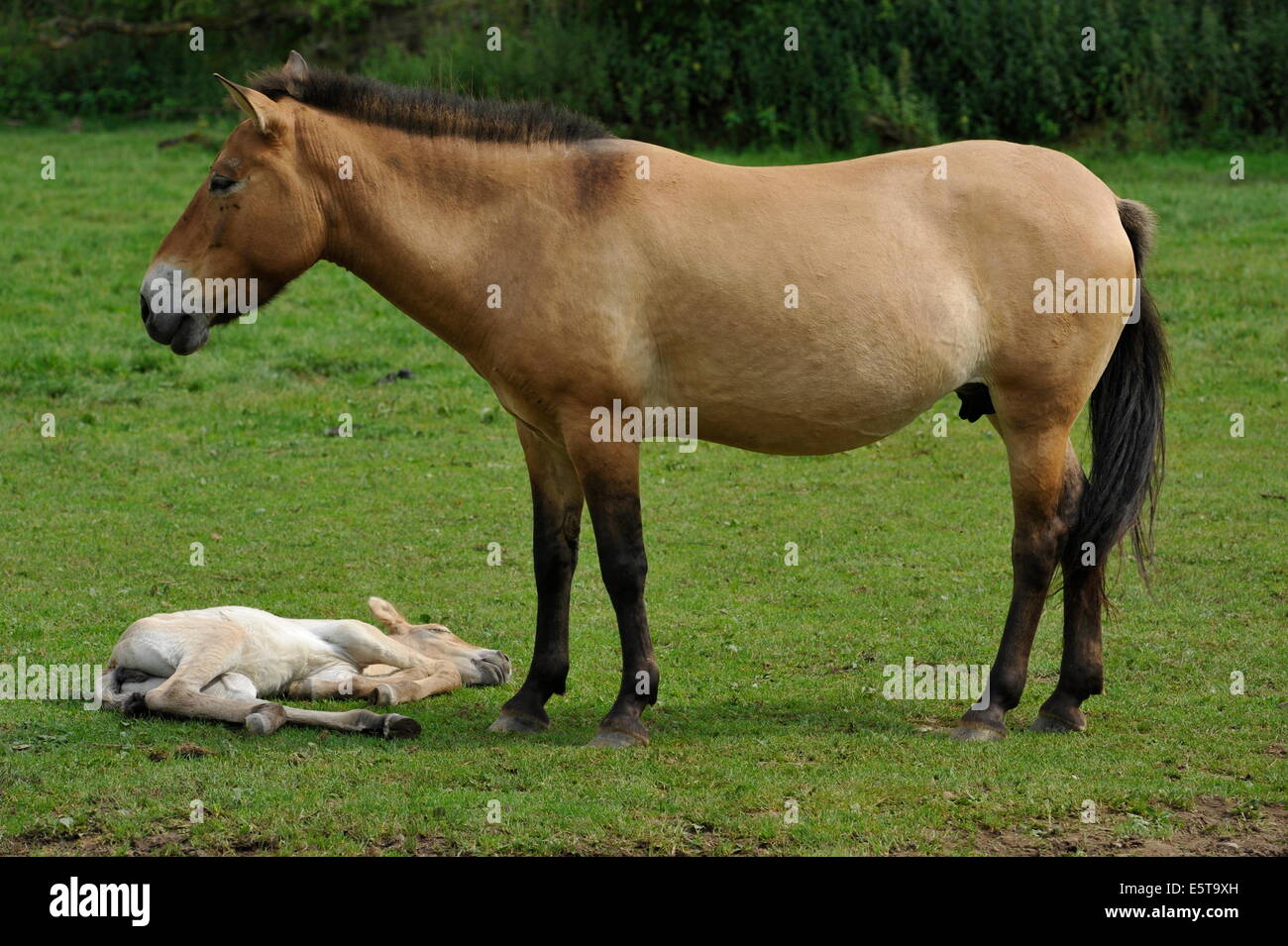 Przewalski Pferd mit Fohlen auf der Wiese. Stockfoto