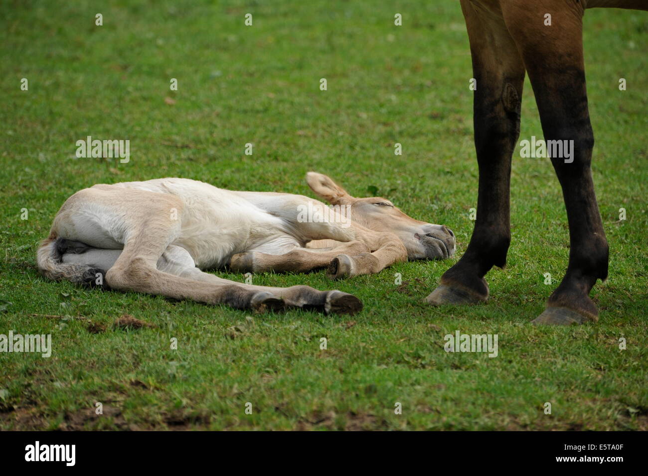 Przewalski Pferd mit Fohlen auf der Wiese. Stockfoto