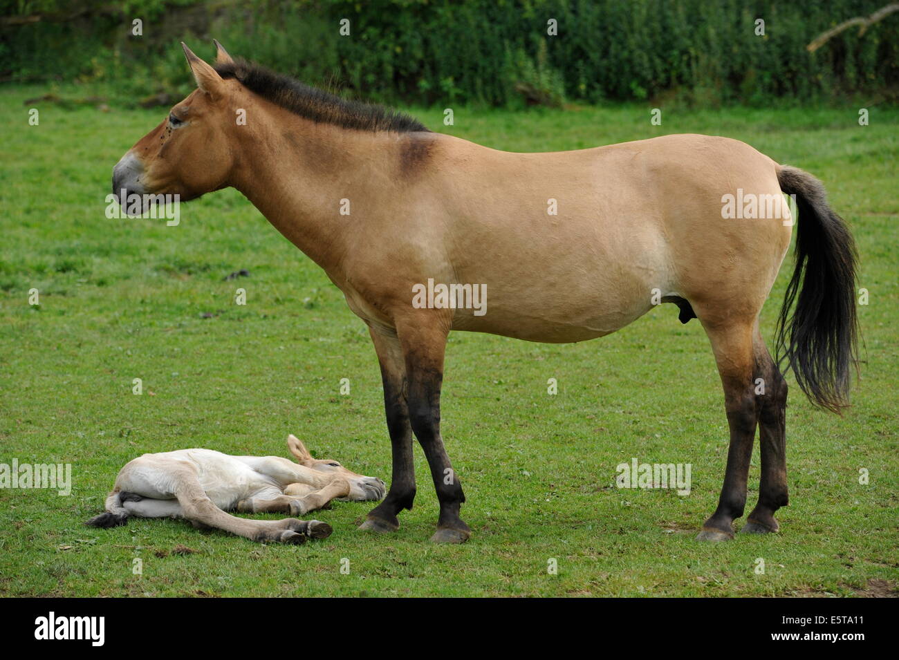 Przewalski Pferd mit Fohlen auf der Wiese. Stockfoto