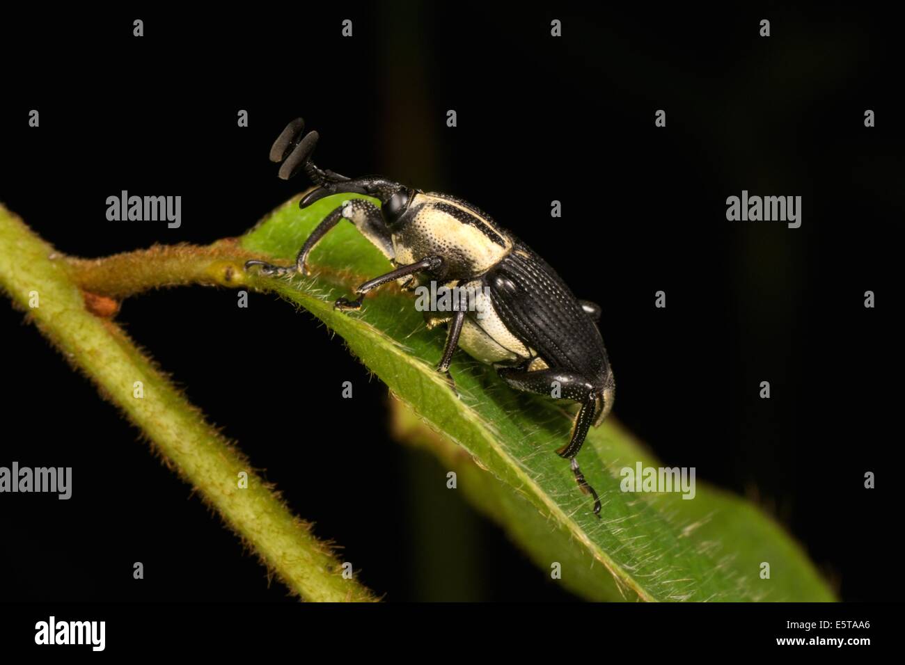 Ein Rüsselkäfer ist ein Käfer aus der Überfamilie Curculionoidea. Curculionidae ist die Familie der "echten" Rüsselkäfer Stockfoto