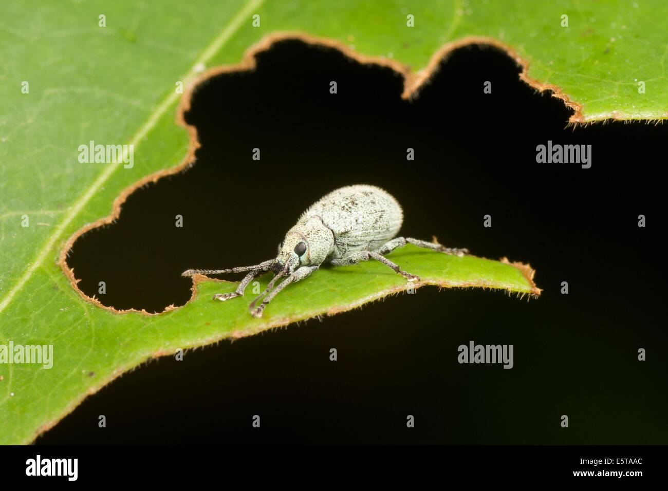 Ein Rüsselkäfer ist ein Käfer aus der Überfamilie Curculionoidea. Curculionidae ist die Familie der "echten" Rüsselkäfer Stockfoto