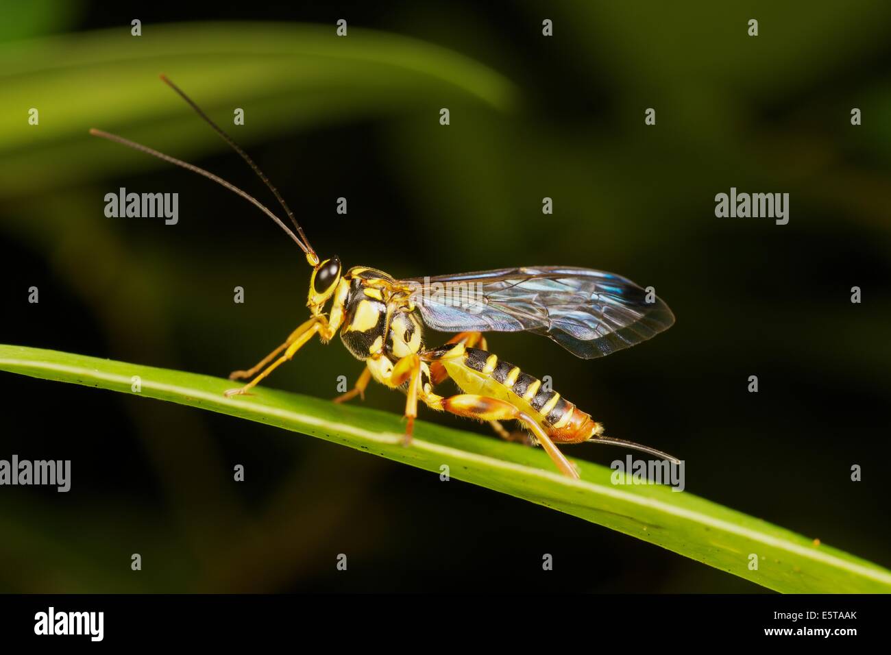 Die Ichneumonidae sind eine Familie innerhalb der Ordnung Hymenoptera. Insekten in dieser Familie werden Schlupfwespen bezeichnet. Stockfoto