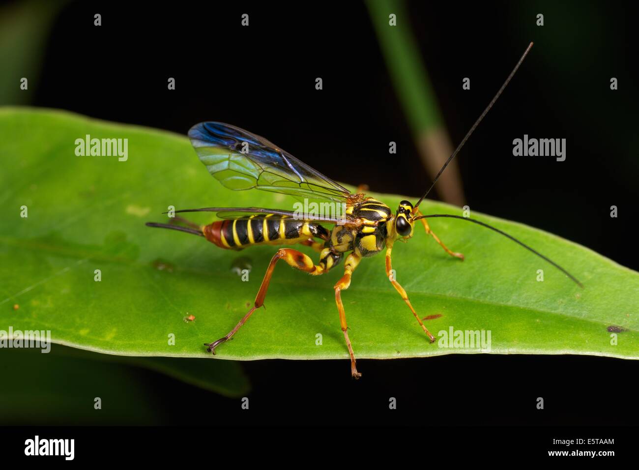 Die Ichneumonidae sind eine Familie innerhalb der Ordnung Hymenoptera. Insekten in dieser Familie werden Schlupfwespen bezeichnet. Stockfoto