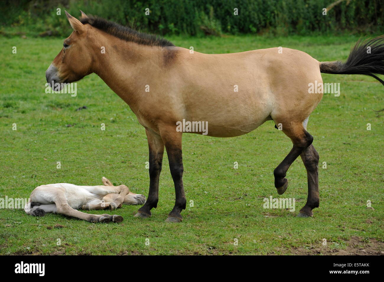 Przewalski Pferd mit Fohlen auf der Wiese. Stockfoto