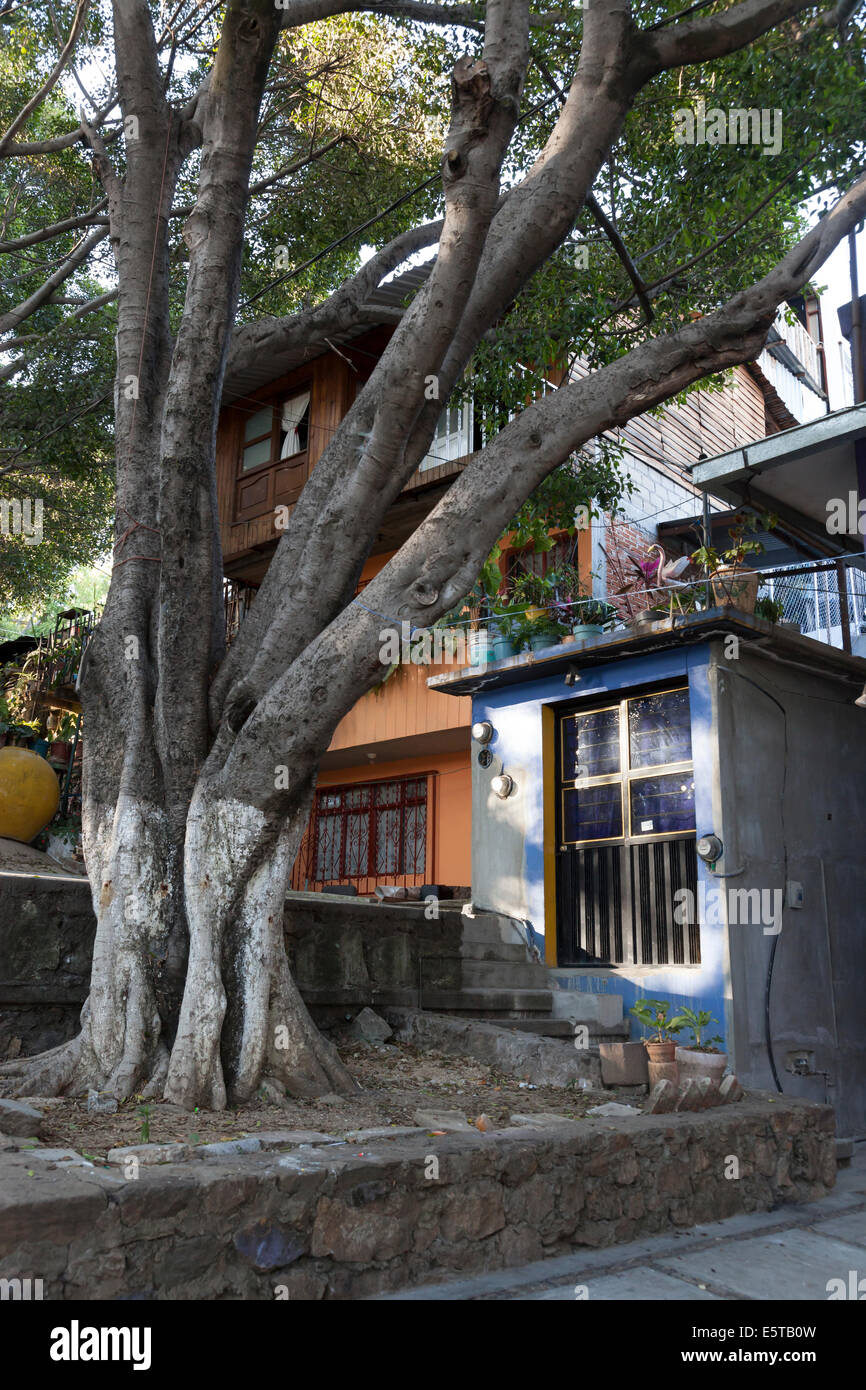 Haus und ein indischer Lorbeerbaum entlang der Escaleras del Fortín in Oaxaca-Stadt Stockfoto