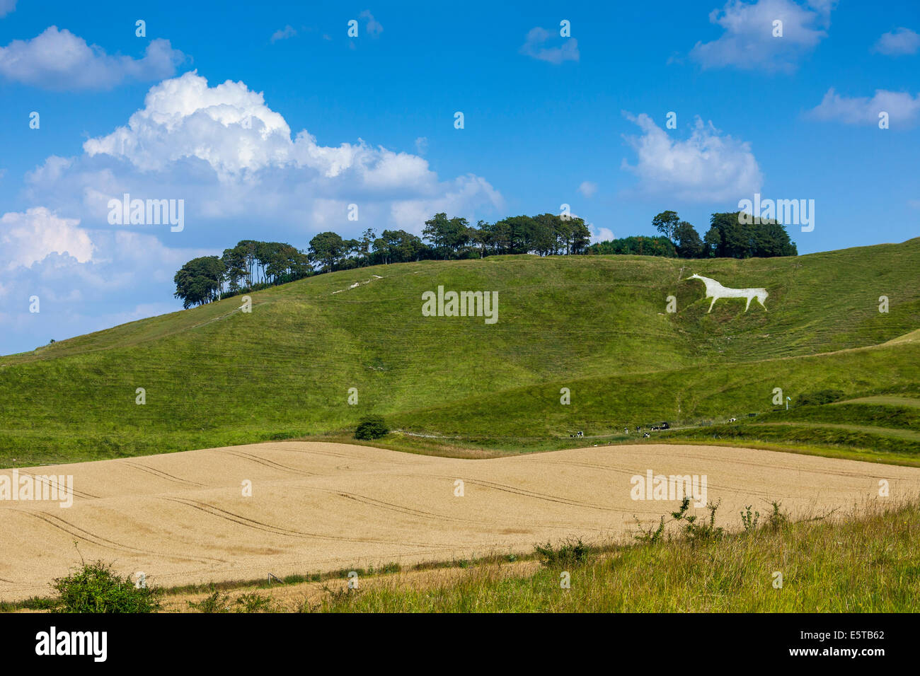 Das Cherhill White Horse in der Nähe von Calne Wiltshire England UK. JMH6251 Stockfoto