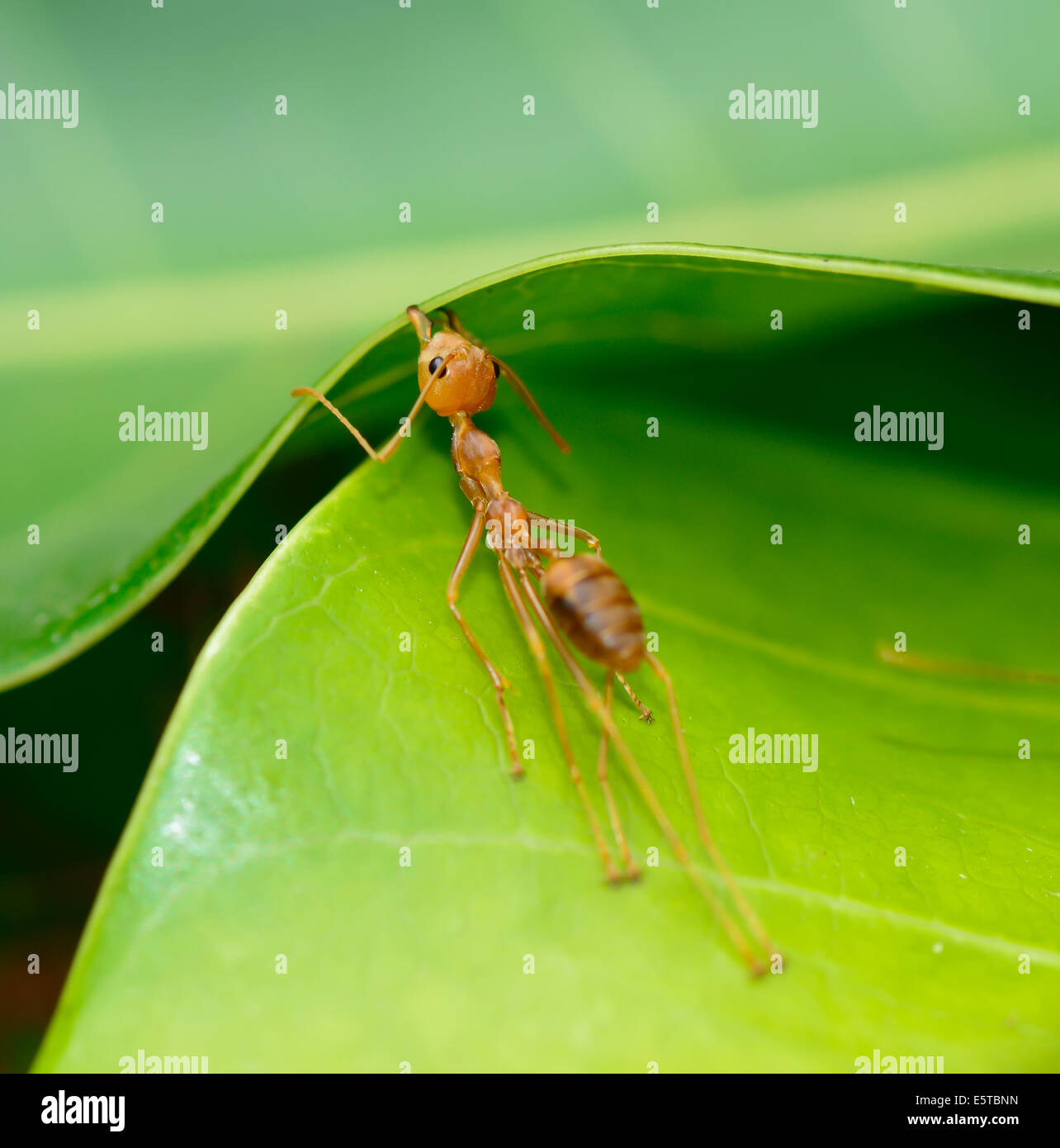 Makroaufnahme einer roten Ameise baut Nest durch Verwendung grüne Blatt; selektiven Fokus an Spitze Stockfoto
