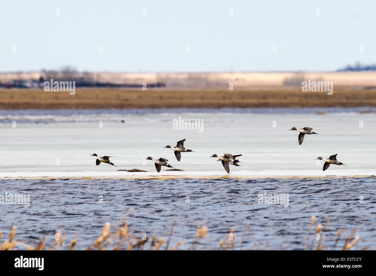 Herde von nördlichen Pintail Enten auf einem gefrorenen See Alberta Kanada Stockfoto