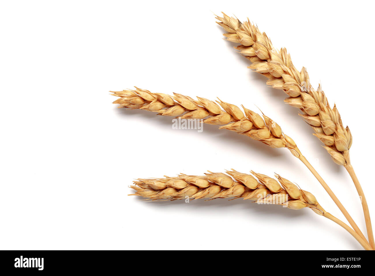 Weizenähren isoliert auf weißem Hintergrund Stockfoto