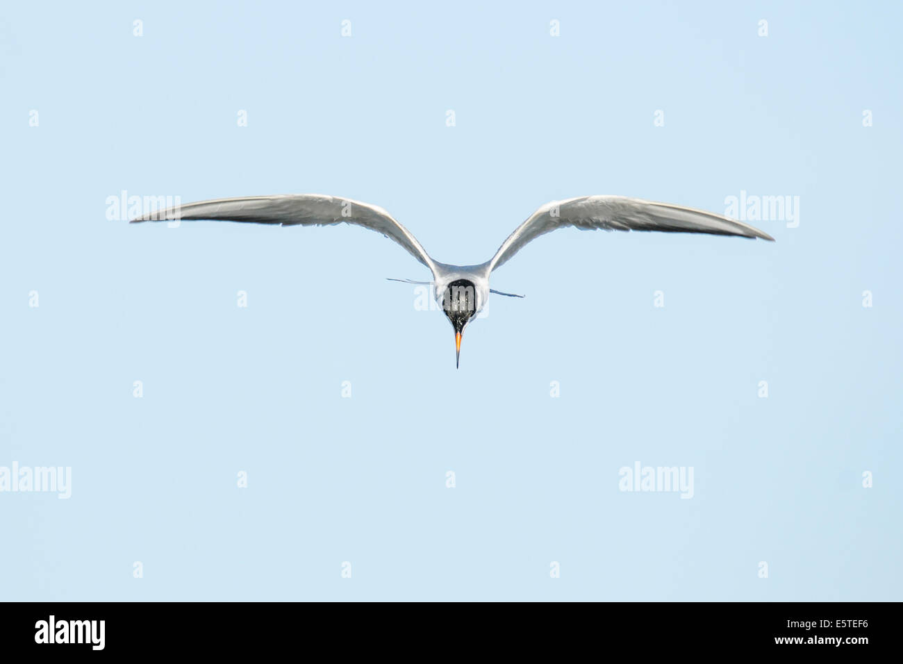 Seeschwalbe im Flug über eine Prairie-Feuchtzone Stockfoto