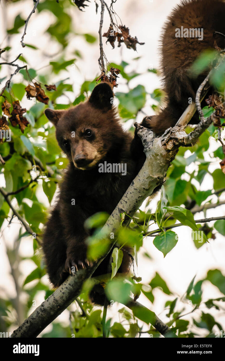 Braun farbige Black Bear Cubs Klettern in einer Baumkrone, Jasper Nationalpark, Alberta, Kanada Stockfoto