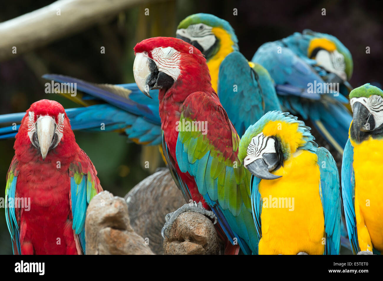 Paar der bunten Aras Papageien Stockfoto