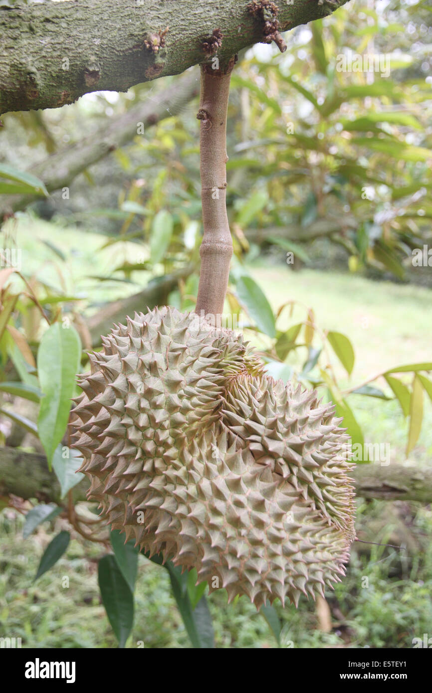 Frische Durian Frucht auf den Bäumen in Obstgärten. Stockfoto