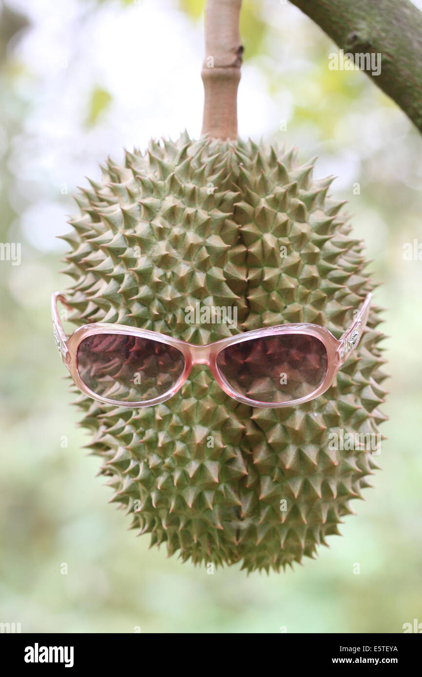Frische Durian Frucht mit Sonnenbrille auf Bäumen in Obstgärten. Stockfoto