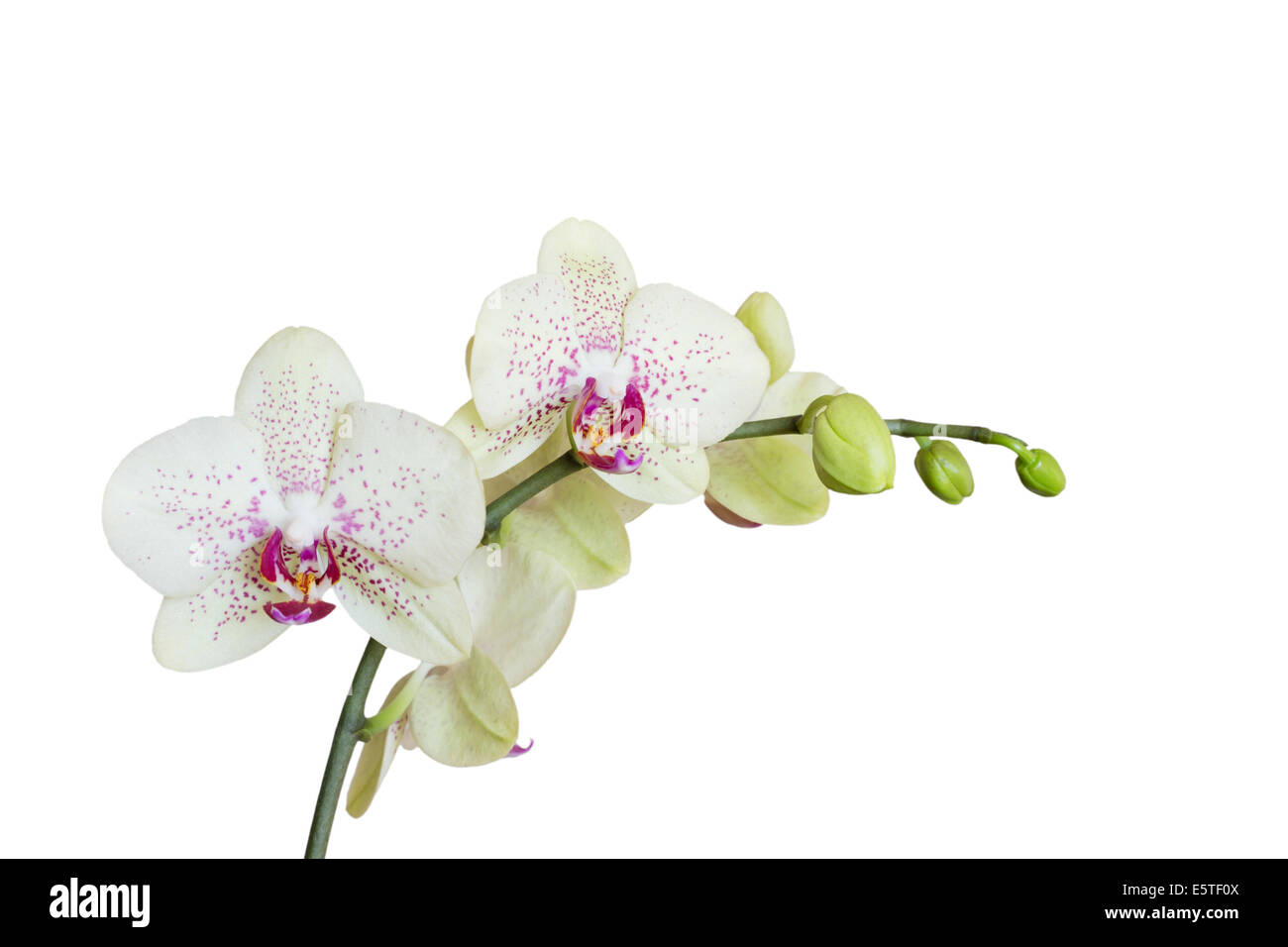 Weiße Orchidee isoliert auf weiss Stockfoto