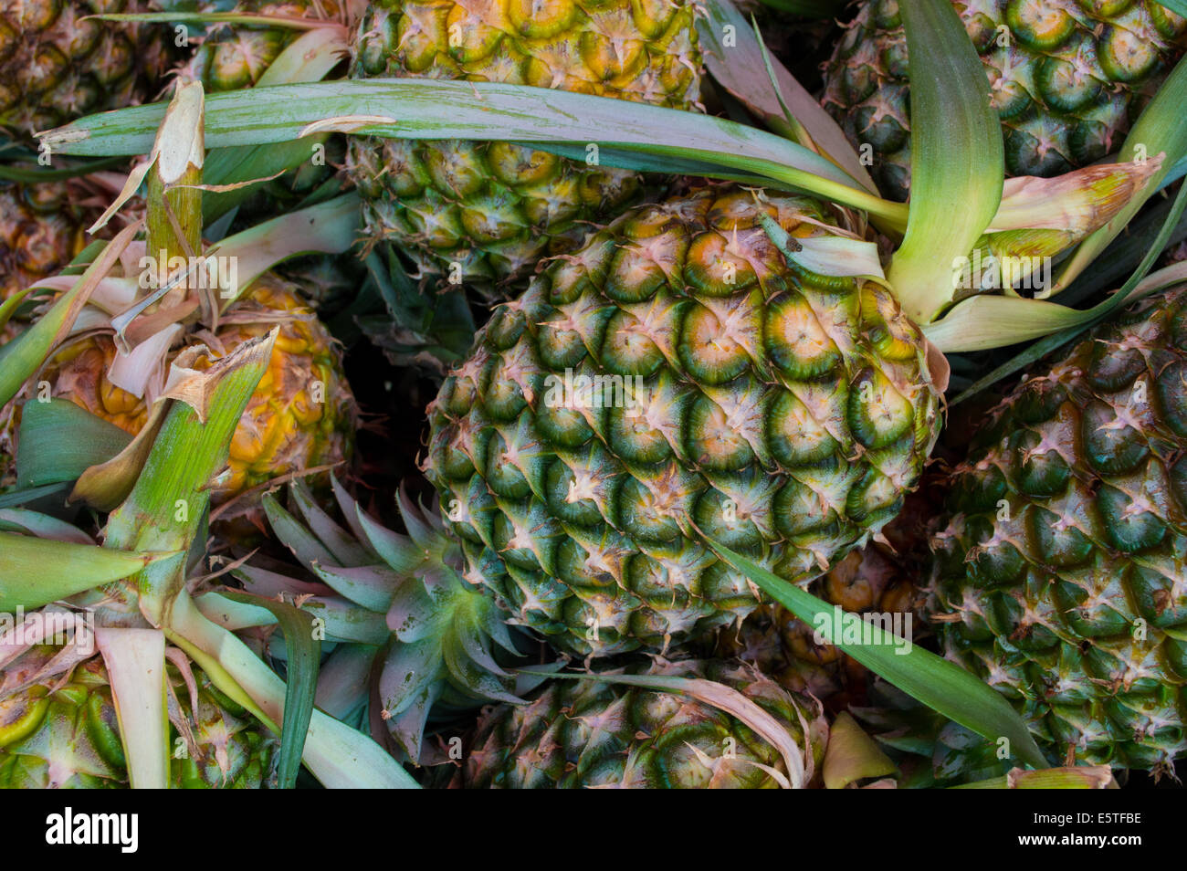 Ananas Stockfoto