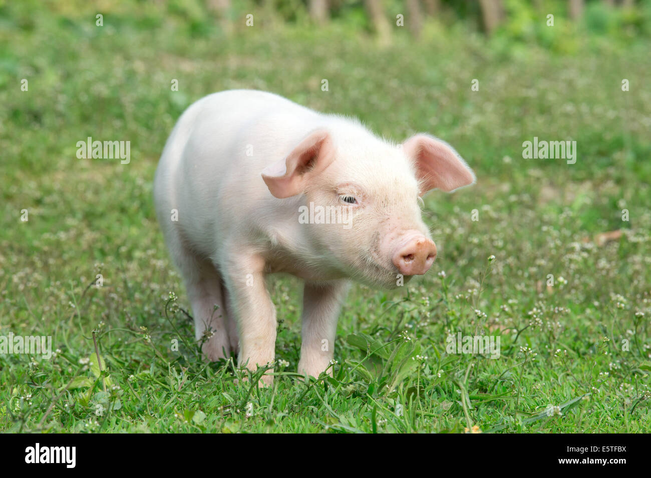 Schwein auf einer Wiese Frühlingsgrün Stockfoto