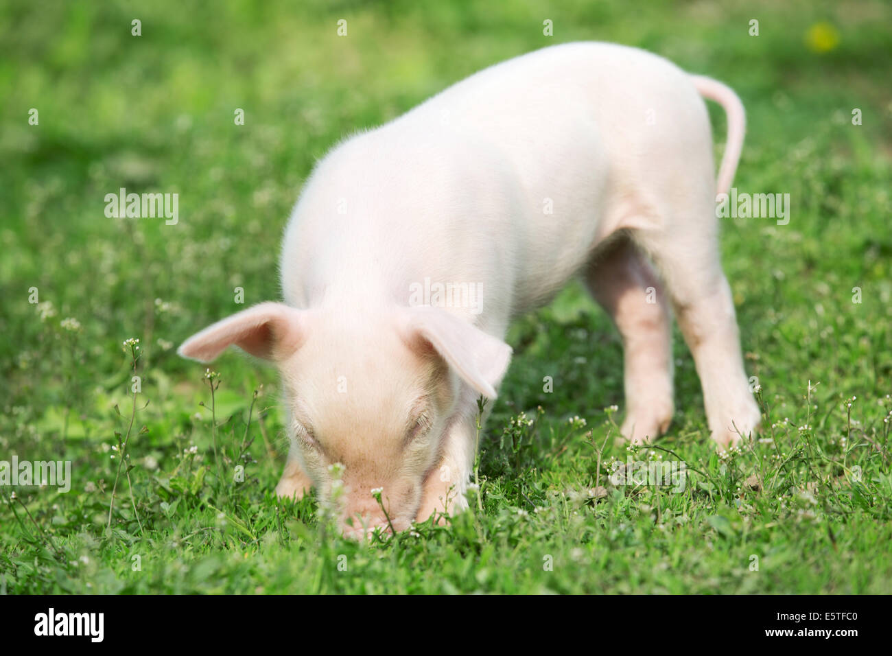 Junge Schwein auf einer Wiese Frühlingsgrün Stockfoto