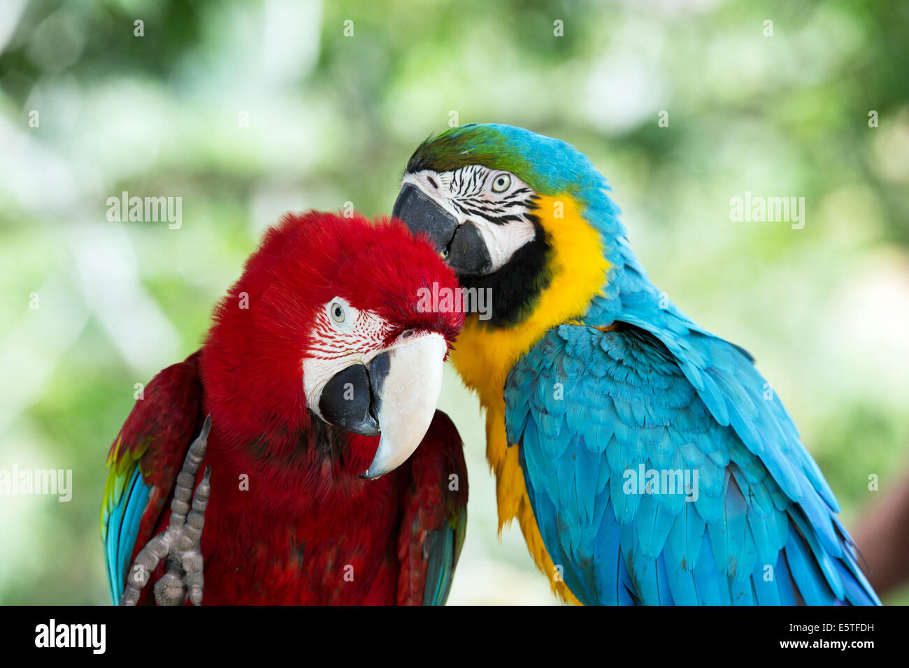 Paar der bunten Aras Papageien Stockfoto