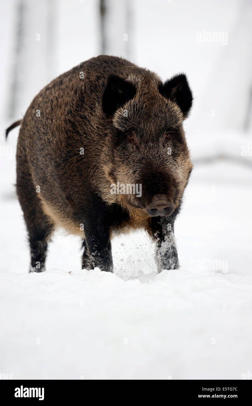 Wildschwein (Sus Scrofa Scrofa) im Winter, North Rhine-Westphalia, Deutschland Stockfoto