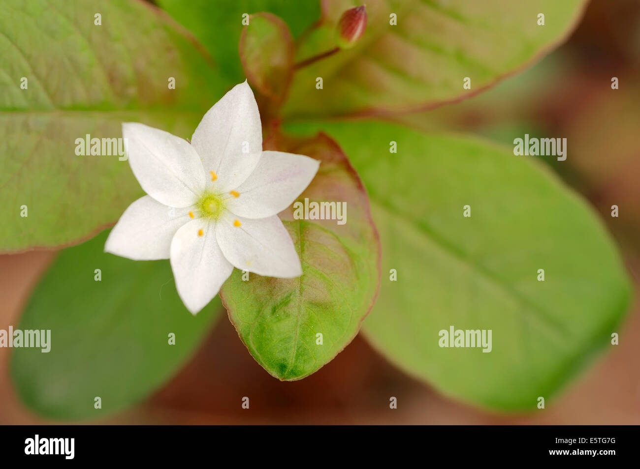 Vogelmiere Wintergrün oder Arktis Starflower (Trientalis Europaea), Blume, North Rhine-Westphalia, Deutschland Stockfoto