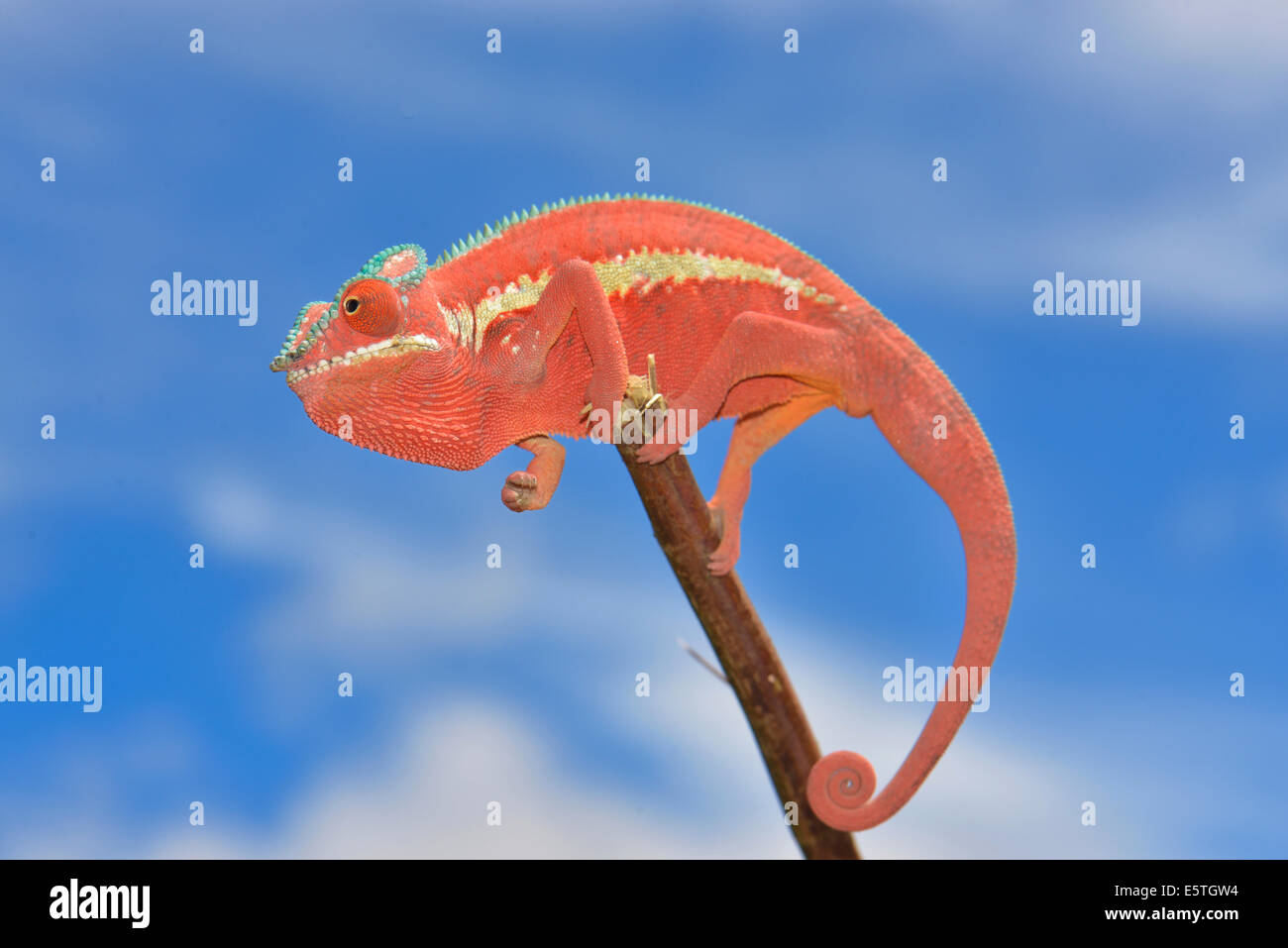 Pantherchamäleon (Furcifer Pardalis), Ankaramybe, Diana Region, Madagaskar Stockfoto