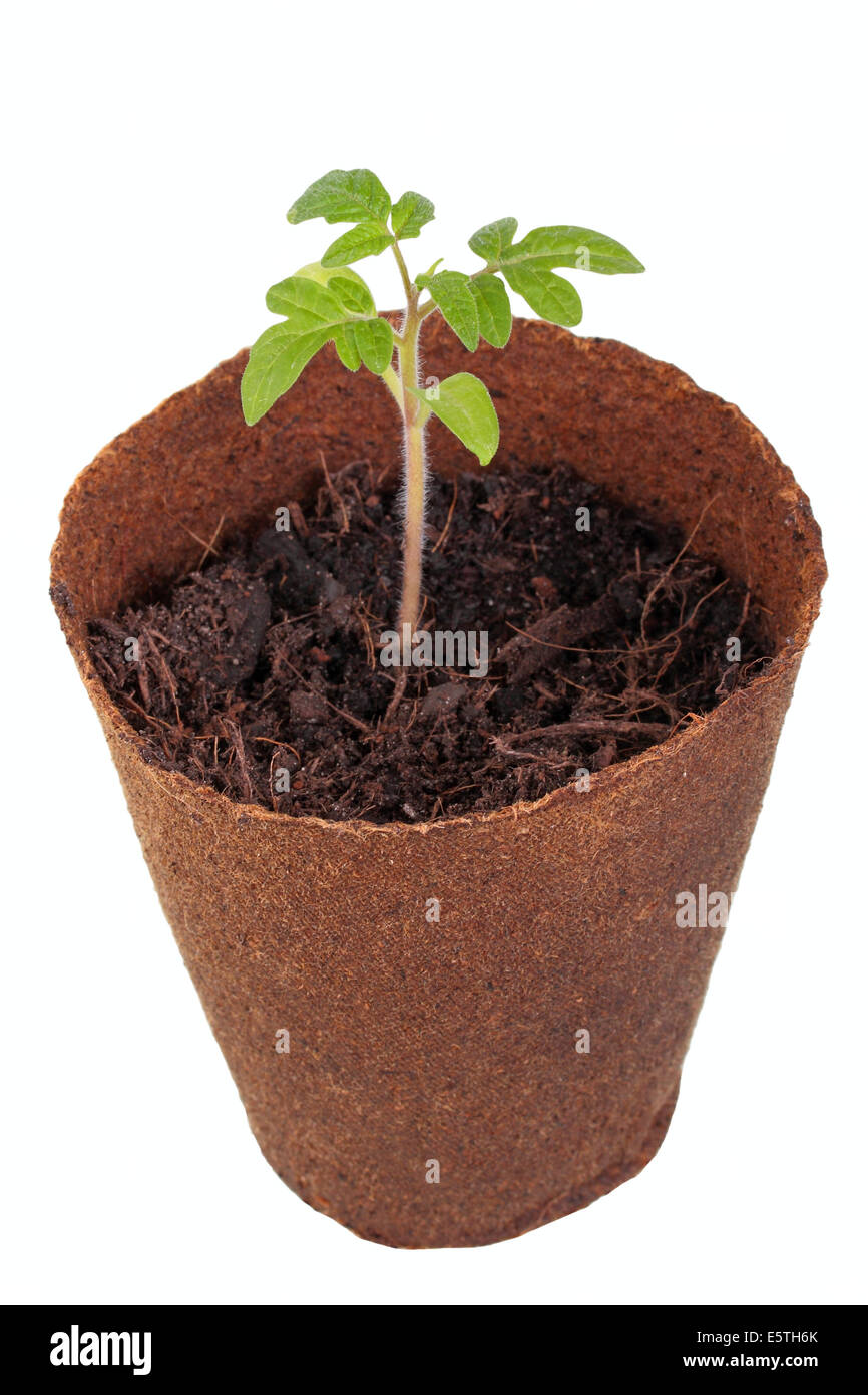 Tomatenpflanze (Solanum Lycopersicum) wächst in einem biologisch abbaubaren Topf Stockfoto