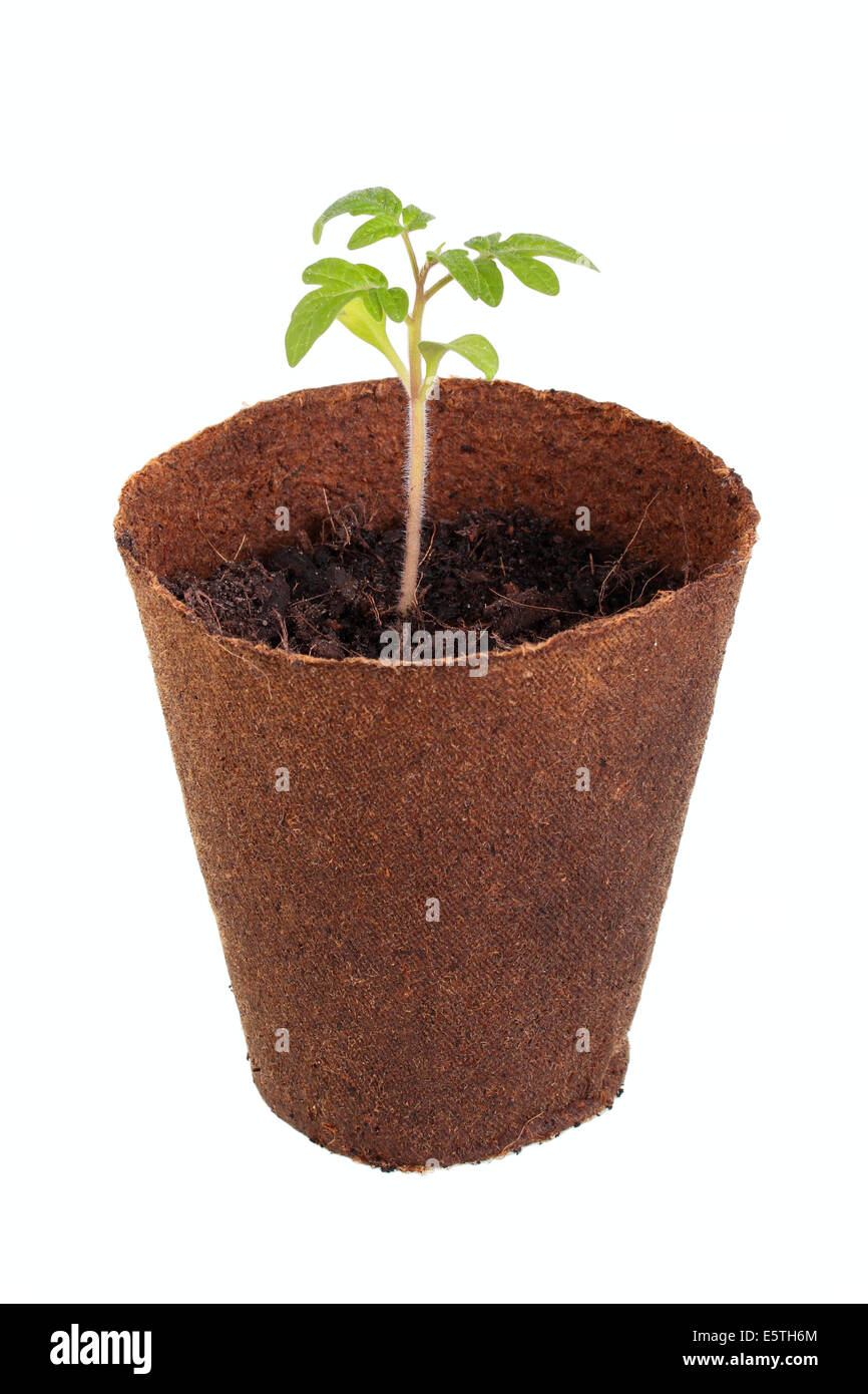 Tomatenpflanze (Solanum Lycopersicum) wächst in einem biologisch abbaubaren Topf Stockfoto
