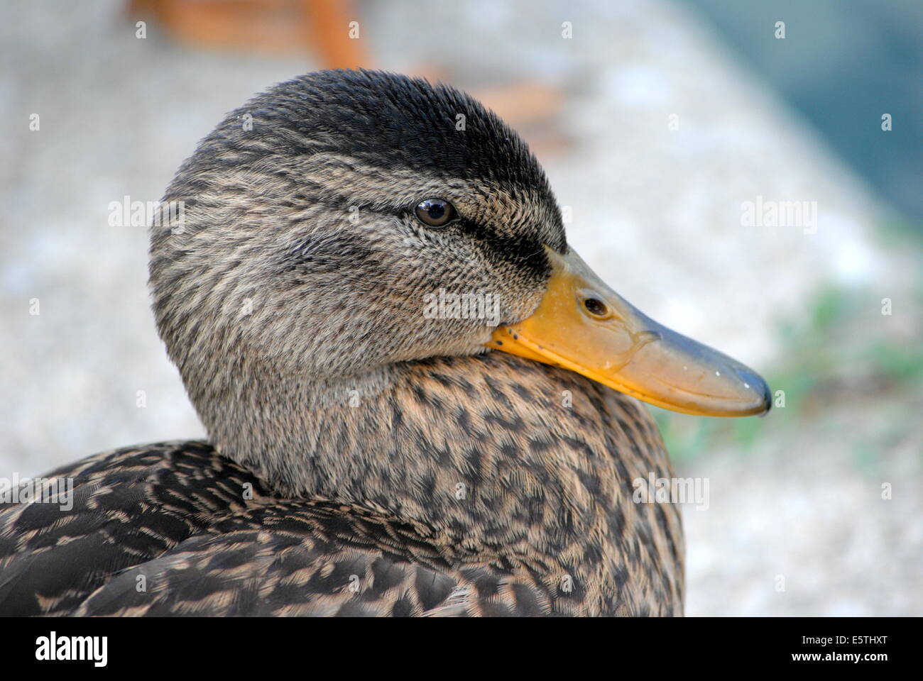 Junge Stockente, stellt auf dem Gehweg von einem Community-Teich... Stockfoto