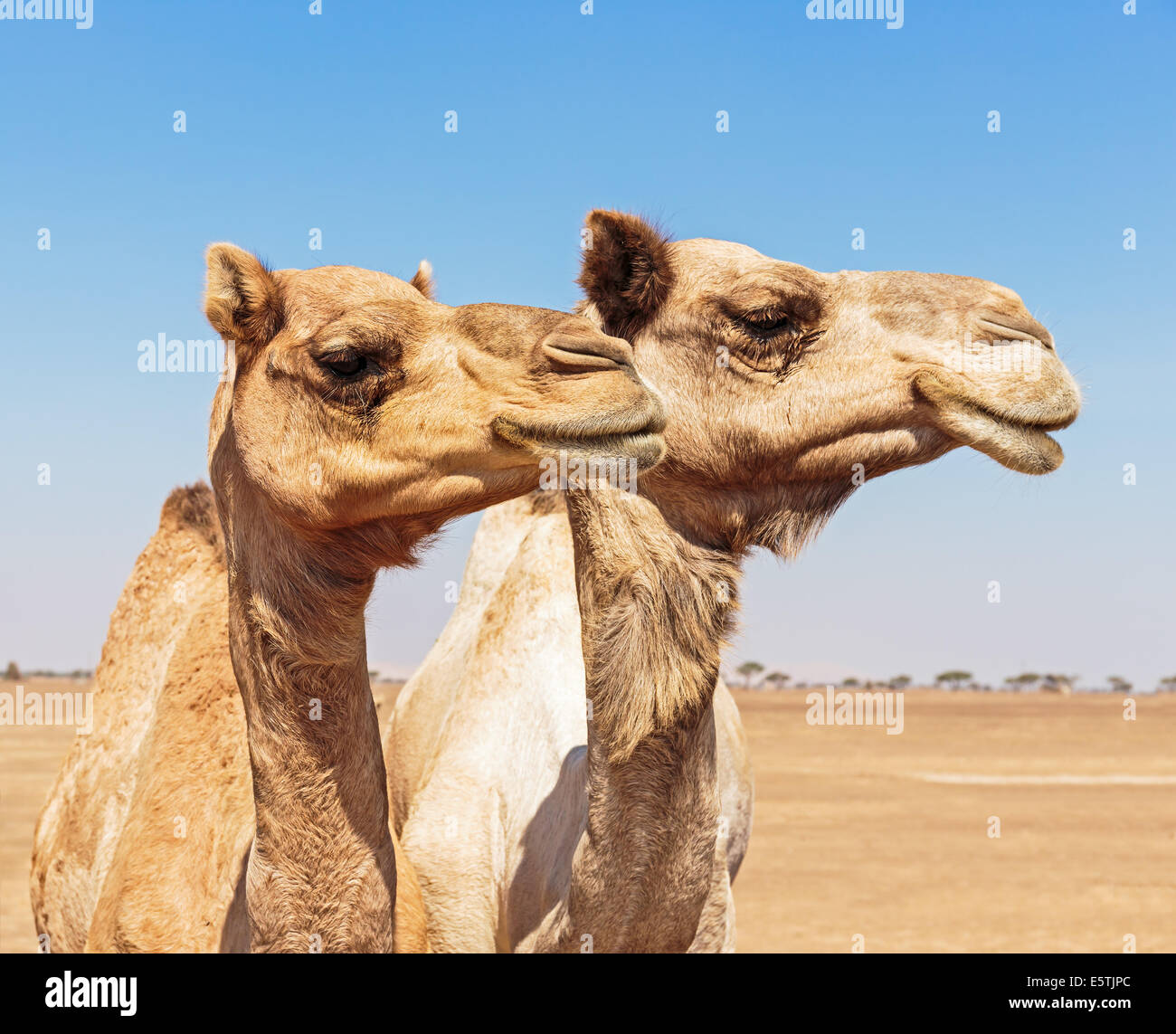 Kamele in der Wüste Stockfoto