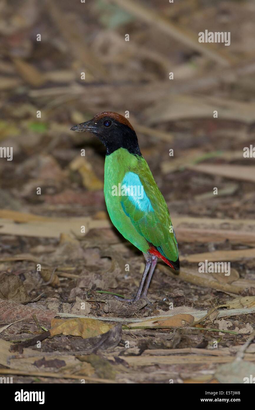 Die Kapuzen Pitta (Pitta Sordida) ist ein passerine Vogel. Es ist üblich in Ost- und Südosteuropa und Maritime Südostasien, Stockfoto