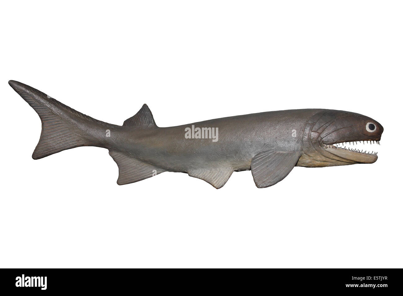 Modell der Cheirolepis Trailli, eine ausgestorbene Ray-finned Fisch, dass lebte In The Devon Periode von Europa und Nordamerika Stockfoto
