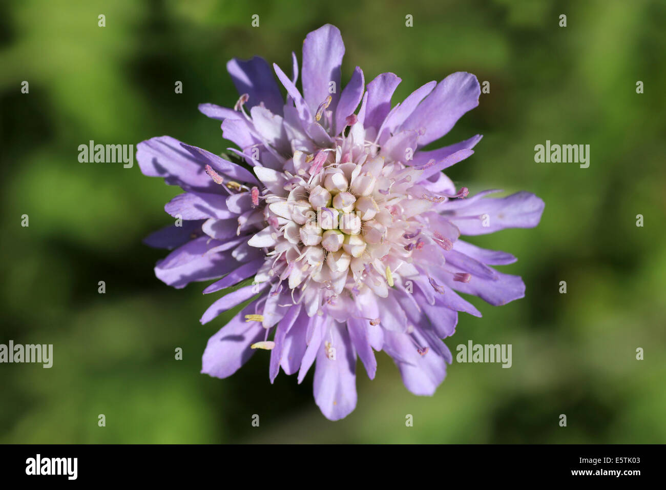 Feld Witwenblume Knautia arvensis Stockfoto