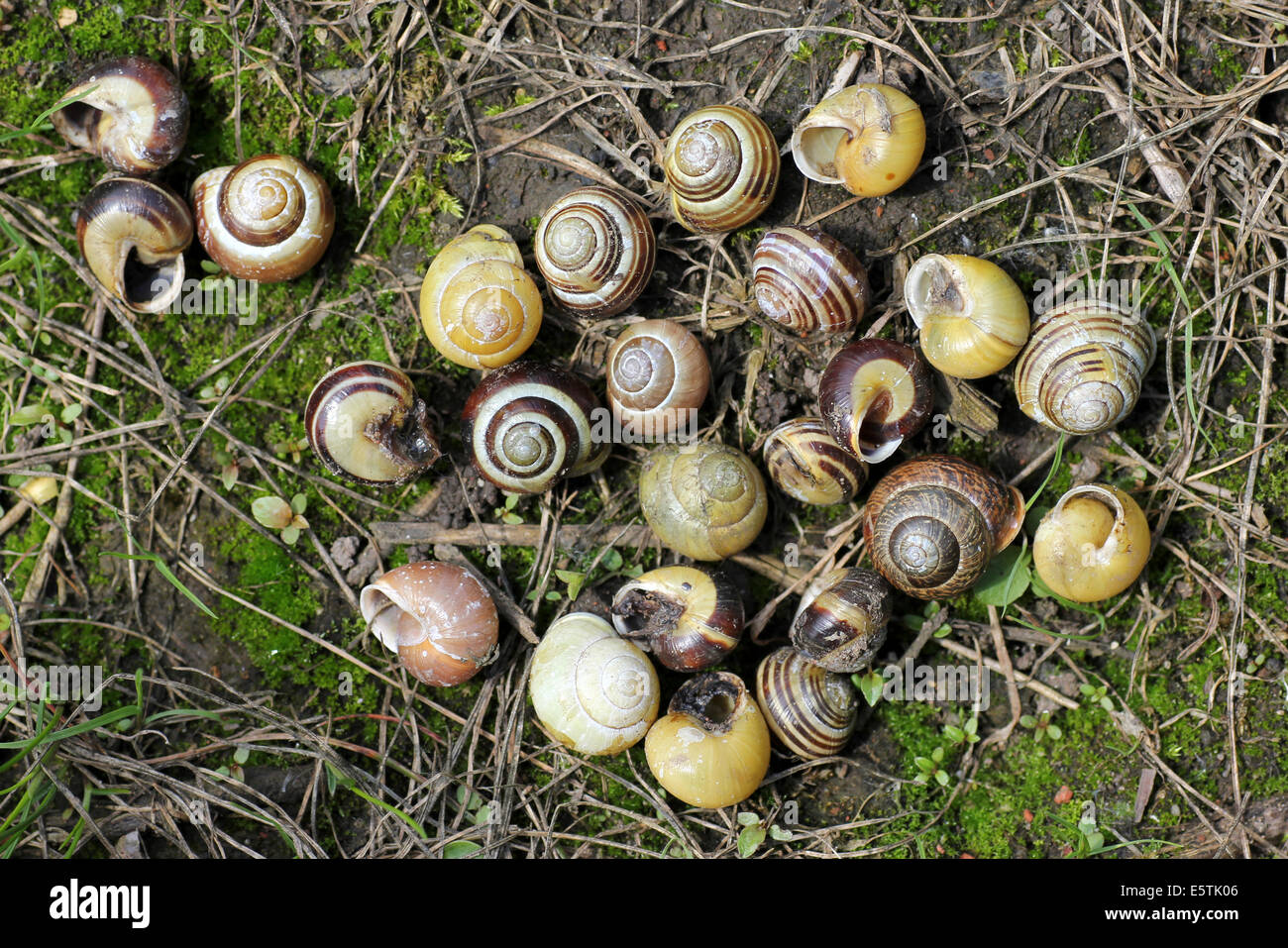 Leere Schalen der Weißlippen-Banded Schnecke Bänderschnecken Hortensis gegessen durch A Singdrossel Turdus philomelos Stockfoto