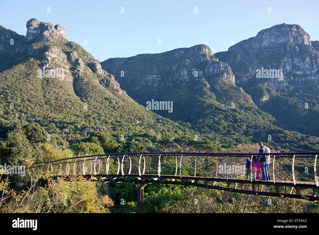 Kirstenbosch Hundertjahrfeier Baum Canopy Walkway Stockfoto