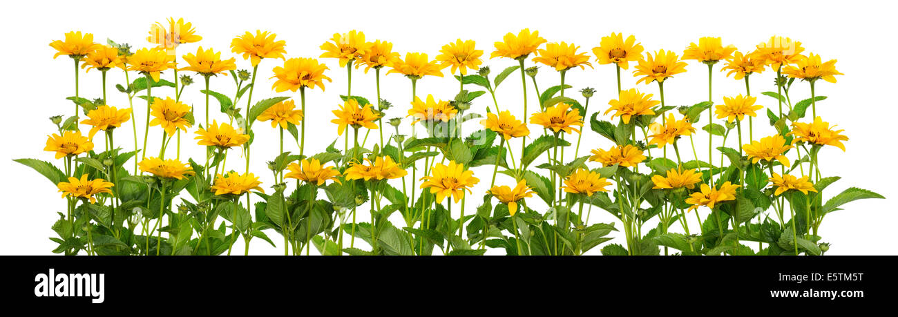 Mini gelb Sommer Sonnenblumen auf Bettwäsche isoliert Stockfoto