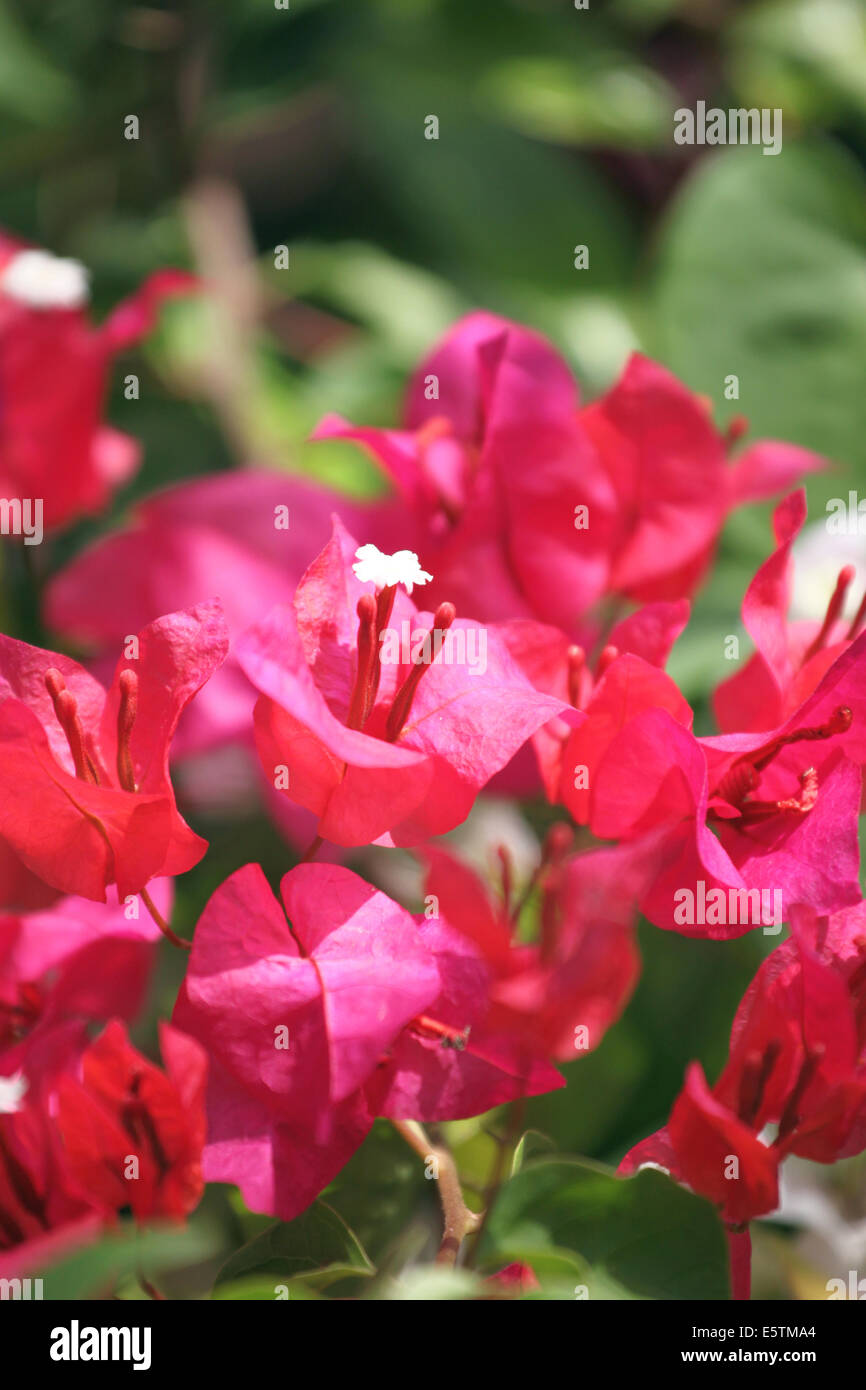Rote Bougainvillea Blumen im Garten. Stockfoto