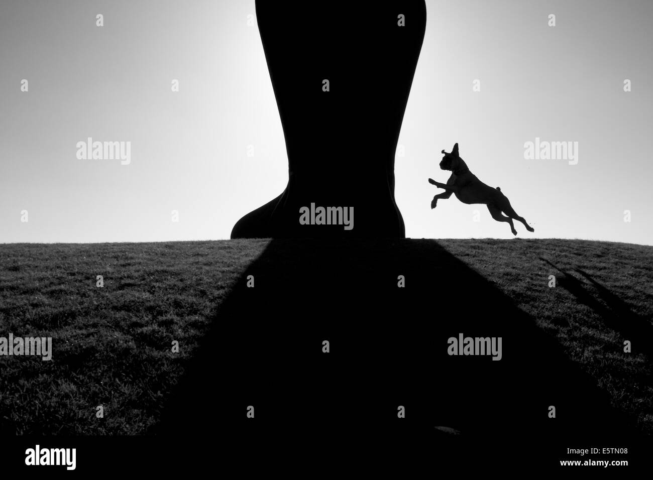 Silhouette des springenden Boxer Hund an der Ferse der Engel des Nordens. Stockfoto
