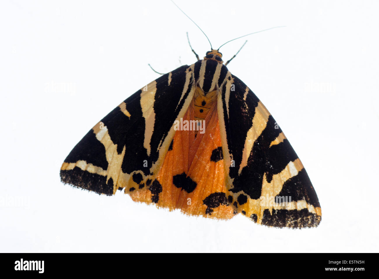Jersey Tiger Moth, Euplagia quadripunctaria, auf weißem Hintergrund Stockfoto