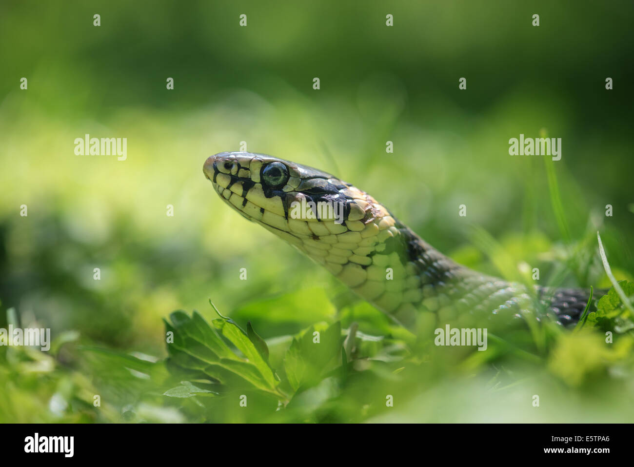 Schlange-Porträt auf grünen Rasen Hintergrund Stockfoto