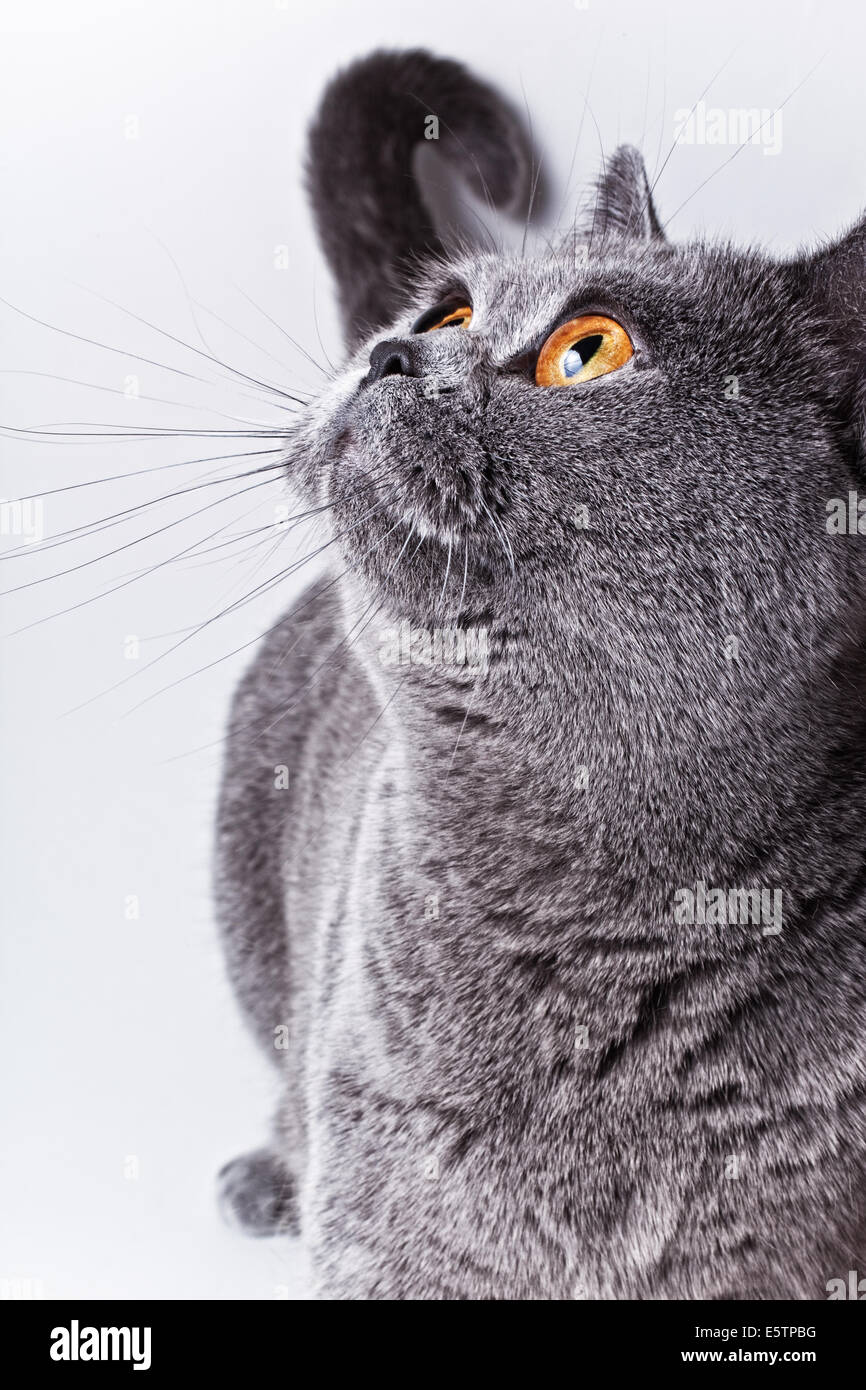Porträt des jungen kurzhaarige britische graue Katze auf weißem Hintergrund Stockfoto