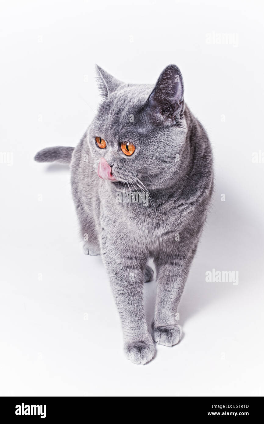 Porträt des jungen kurzhaarige britische graue Katze auf weißem Hintergrund Stockfoto