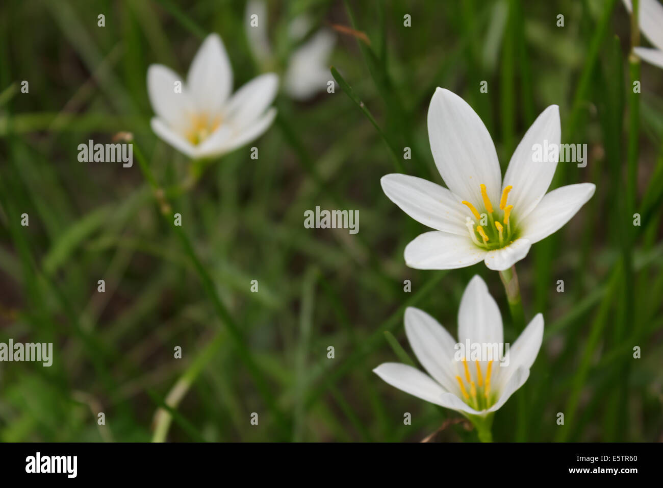 Zephyranthes Stockfoto